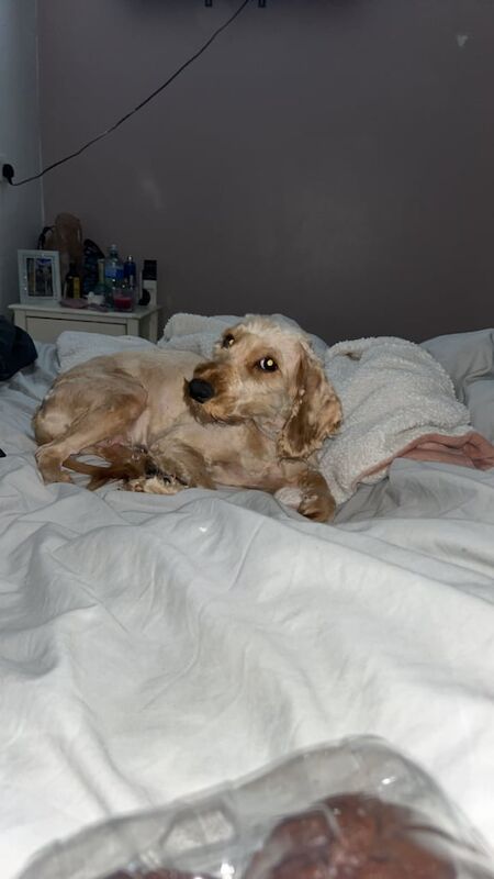 Cockapoo puppies for sale in Strabane, County Tyrone – 2 years old