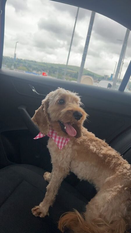 Cockapoo puppies for sale in Strabane, County Tyrone – 2 years old - Image 2 of 3