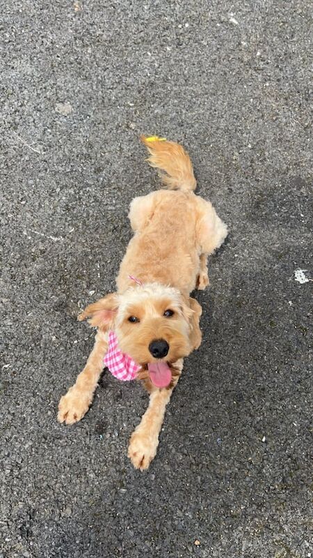 Cockapoo puppies for sale in Strabane, County Tyrone – 2 years old - Image 3 of 3