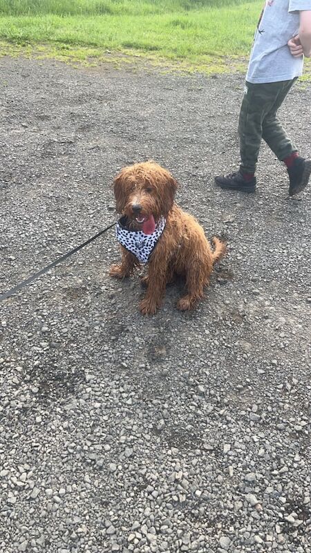 Cockapoo puppies for sale in Antrim, County Antrim – 8 months old