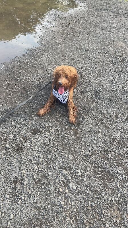 Cockapoo puppies for sale in Antrim, County Antrim – 8 months old - Image 2 of 3