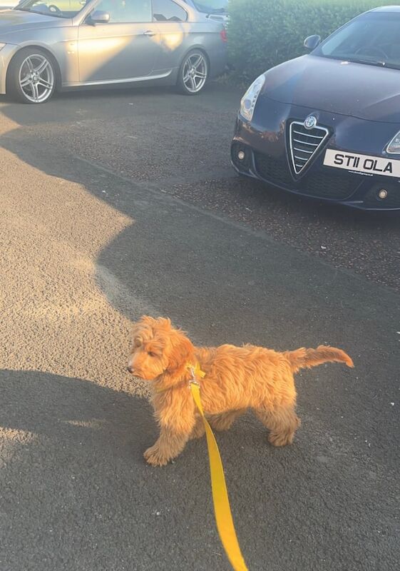 Cockapoo puppies for sale in Antrim, County Antrim – 8 months old - Image 3 of 3