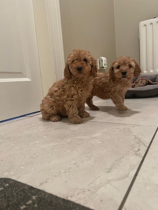 Cockapoo puppies for sale in Dungannon, County Tyrone – 9 weeks old