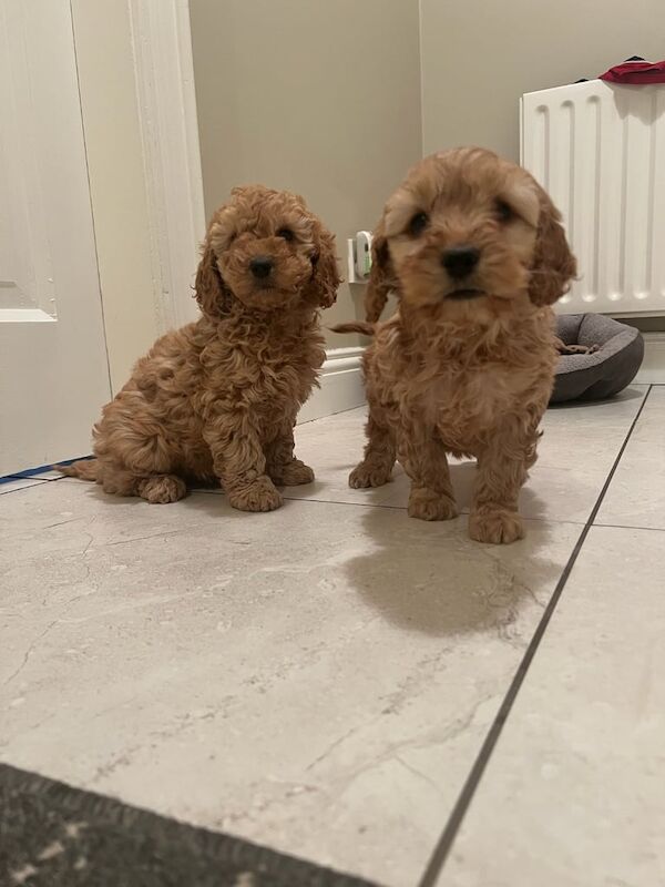 Cockapoo puppies for sale in Dungannon, County Tyrone – 9 weeks old - Image 2 of 2
