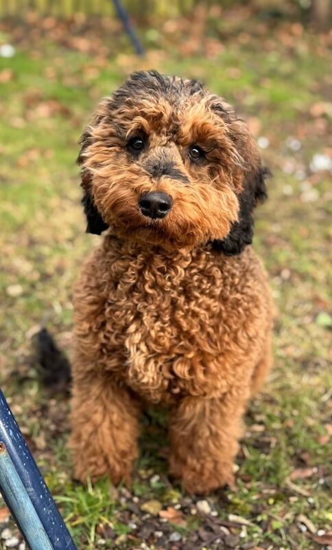 Cockapoo puppies for sale in Shaftesbury, Dorset – 10 months old