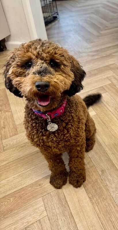 Cockapoo puppies for sale in Shaftesbury, Dorset – 10 months old - Image 2 of 3