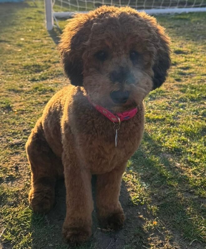 Cockapoo puppies for sale in Shaftesbury, Dorset – 10 months old - Image 3 of 3