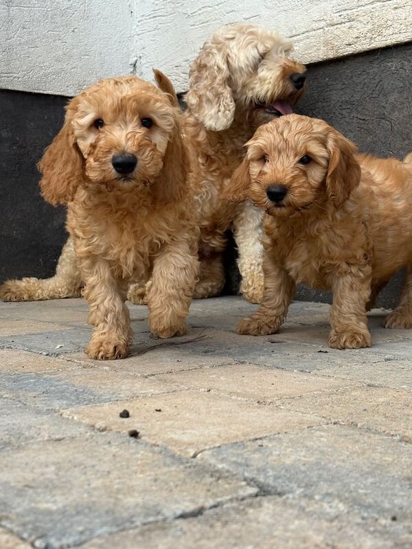 Cockapoo puppies for sale in Dungannon, County Tyrone β 9 weeks old