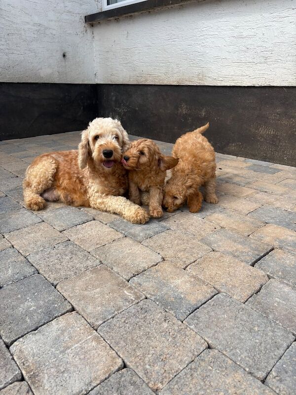 Cockapoo puppies for sale in Dungannon, County Tyrone – 9 weeks old - Image 2 of 2