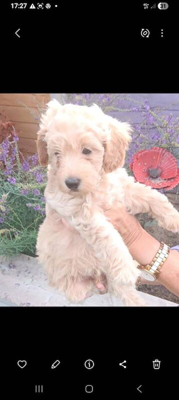 Cockapoo puppies for sale in Scunthorpe, Lincolnshire – 7 weeks old