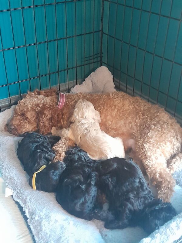 Cockapoo puppies for sale in Scunthorpe, Lincolnshire – 7 weeks old - Image 2 of 3
