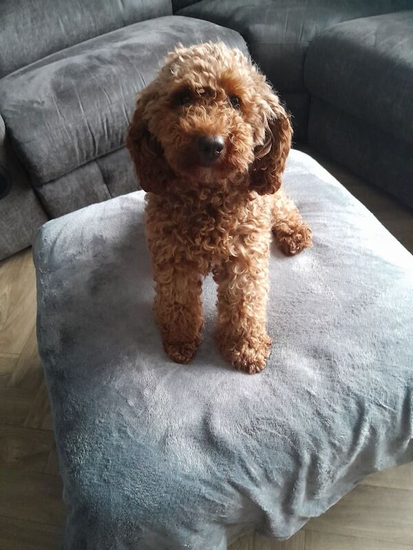 Cockapoo puppies for sale in Scunthorpe, Lincolnshire – 7 weeks old - Image 3 of 3