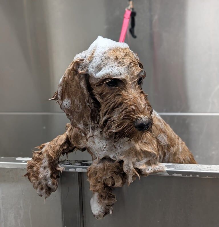 Cockapoo puppies for sale in Erdington, West Midlands – 6 months old - Image 2 of 3