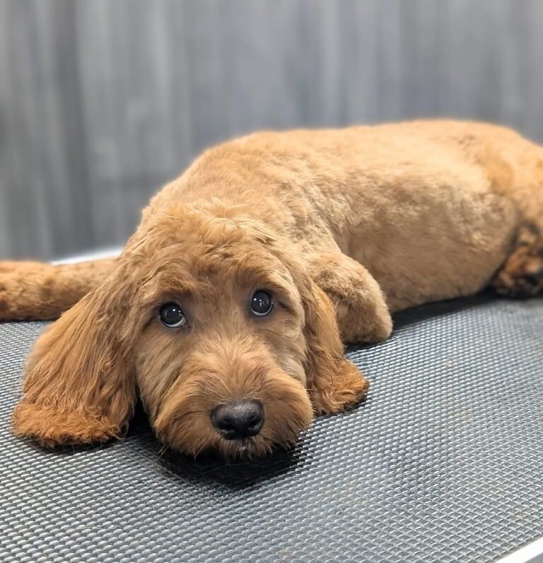 Cockapoo puppies for sale in Erdington, West Midlands – 6 months old - Image 3 of 3