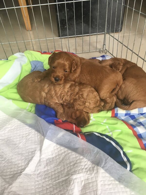 Cockapoo puppies for sale in Portadown, County Armagh – 5 weeks old
