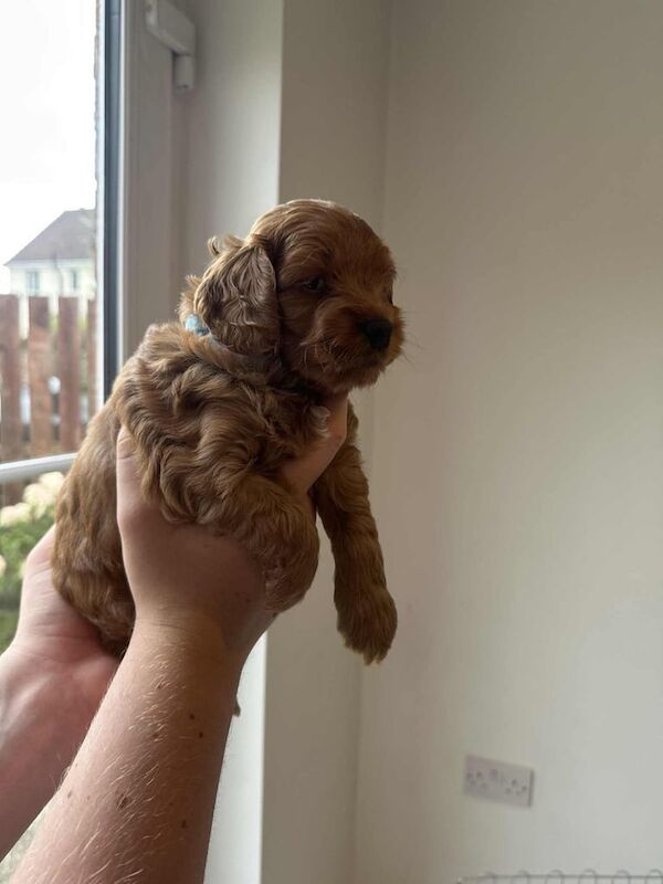 Cockapoo puppies for sale in Portadown, County Armagh – 5 weeks old - Image 2 of 3
