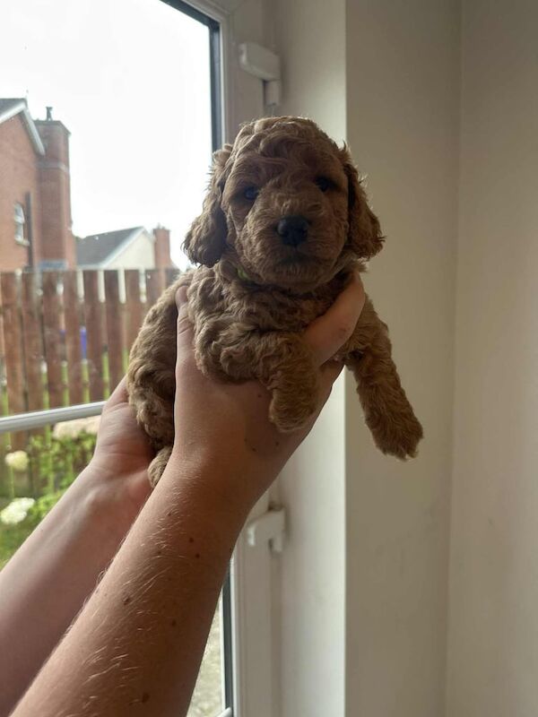 Cockapoo puppies for sale in Portadown, County Armagh – 5 weeks old - Image 3 of 3