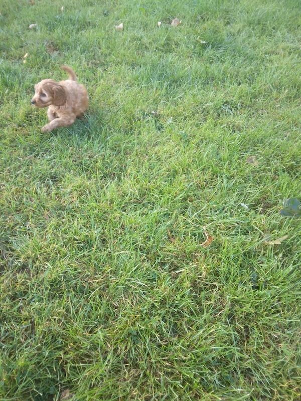 Cockapoo puppies for sale in Magherafelt, County Londonderry – KC registered, 9 weeks old - Image 2 of 3