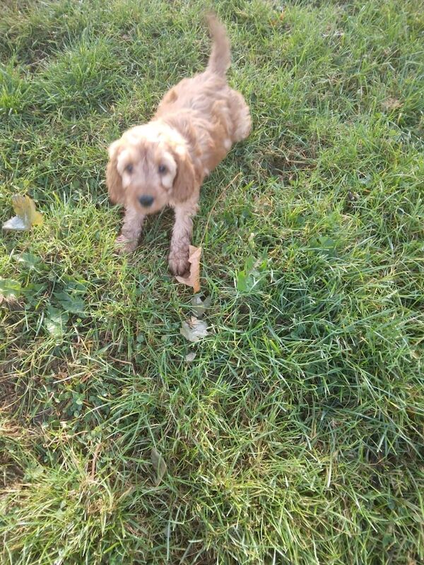 Cockapoo puppies for sale in Magherafelt, County Londonderry – KC registered, 9 weeks old - Image 3 of 3