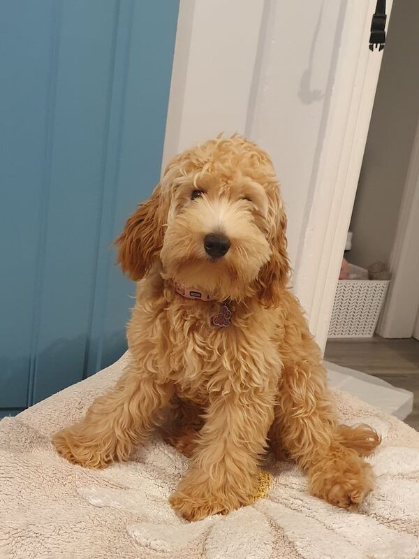 Cockapoo puppies for sale in Omagh, County Tyrone – 7 months old
