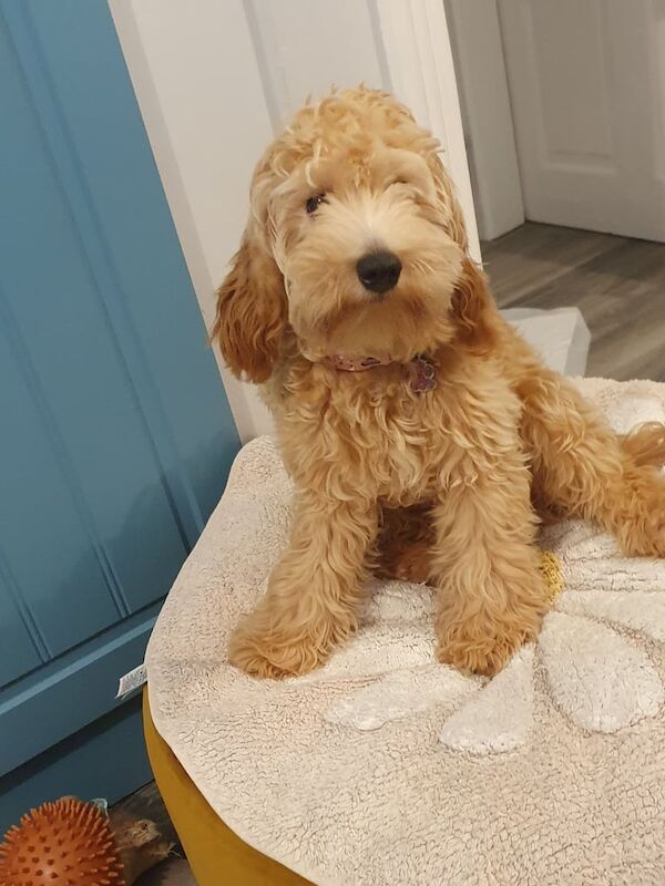 Cockapoo puppies for sale in Omagh, County Tyrone – 7 months old - Image 2 of 3