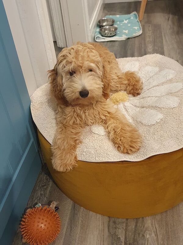 Cockapoo puppies for sale in Omagh, County Tyrone – 7 months old - Image 3 of 3