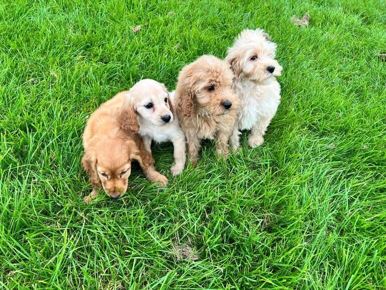 Cockapoo puppies for sale in Cookstown, County Tyrone – 8 weeks old