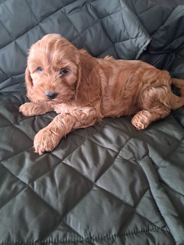 Cockapoo puppies for sale in Castlewellan, County Down – 8 weeks old