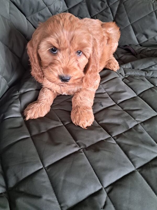 Cockapoo puppies for sale in Castlewellan, County Down – 12 weeks old - Image 2 of 3