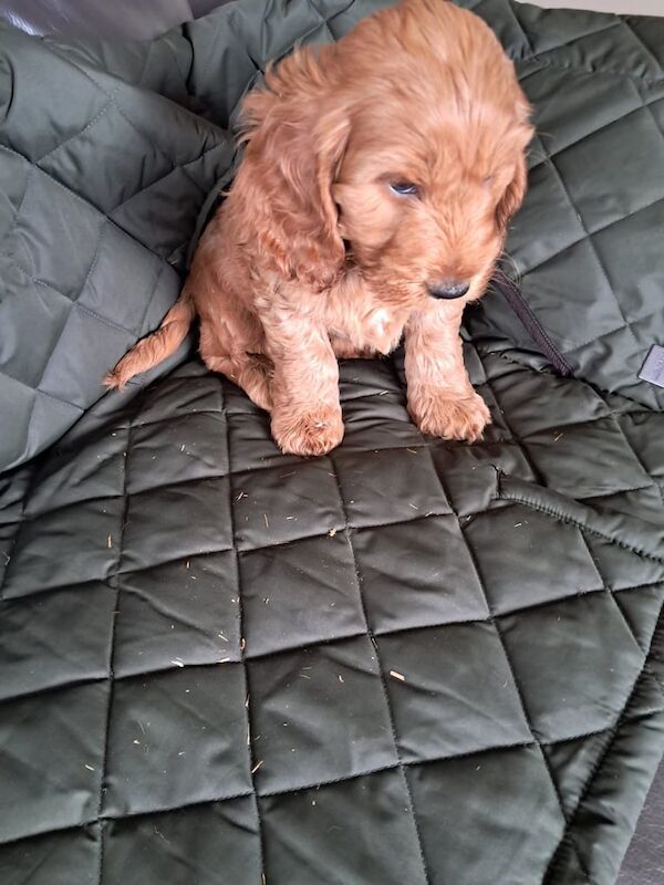 Cockapoo puppies for sale in Castlewellan, County Down – 12 weeks old - Image 3 of 3
