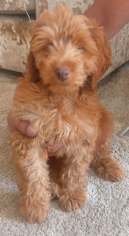 Cockapoo puppies for sale in Maidstone, Kent – 11 weeks old