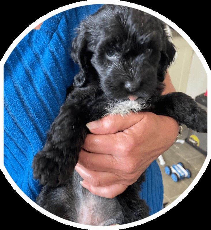 Cockapoo puppies for sale in Galston, Ayrshire and Arran – 8 weeks old