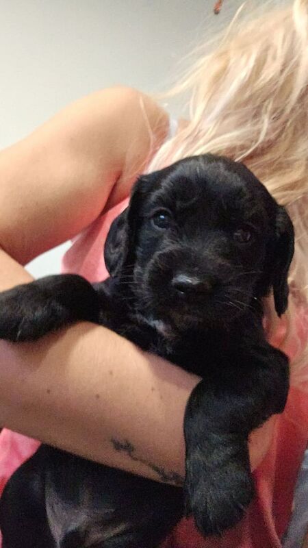 Cockapoo puppies for sale in Galston, Ayrshire and Arran – 11 weeks old - Image 2 of 3