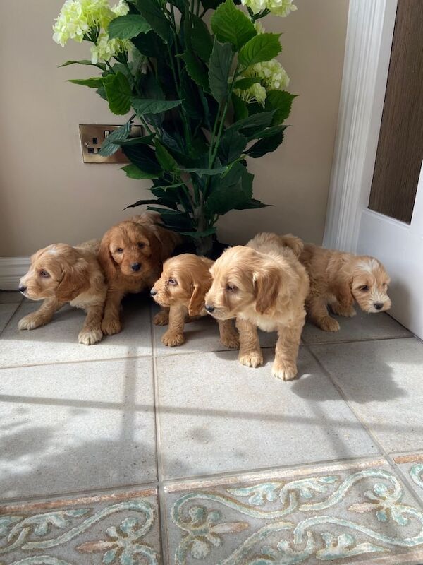 Cockapoo puppies for sale in Newry, County Armagh – 8 weeks old