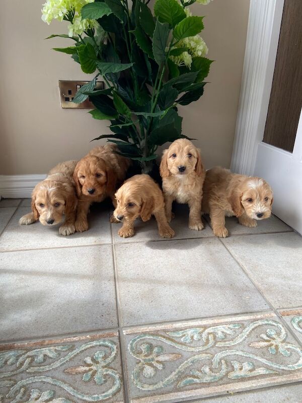 Cockapoo puppies for sale in Newry, County Armagh – 10 weeks old - Image 2 of 3