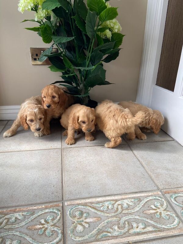 Cockapoo puppies for sale in Newry, County Armagh – 10 weeks old - Image 3 of 3