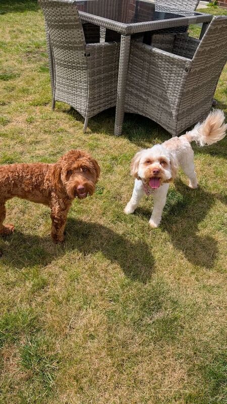 Cockapoo puppies for sale in Spennymoor, Durham – 1 year old