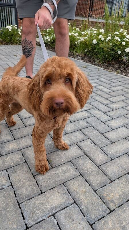 Cockapoo puppies for sale in Spennymoor, Durham – 1 year old - Image 2 of 3