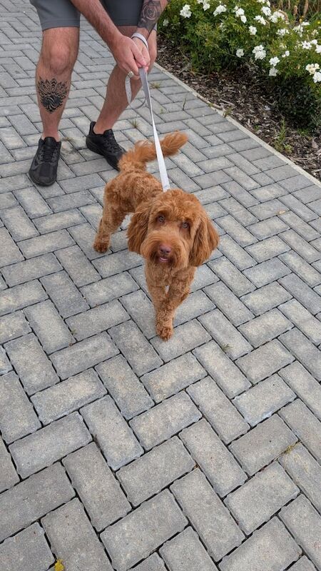 Cockapoo puppies for sale in Spennymoor, Durham – 1 year old - Image 3 of 3