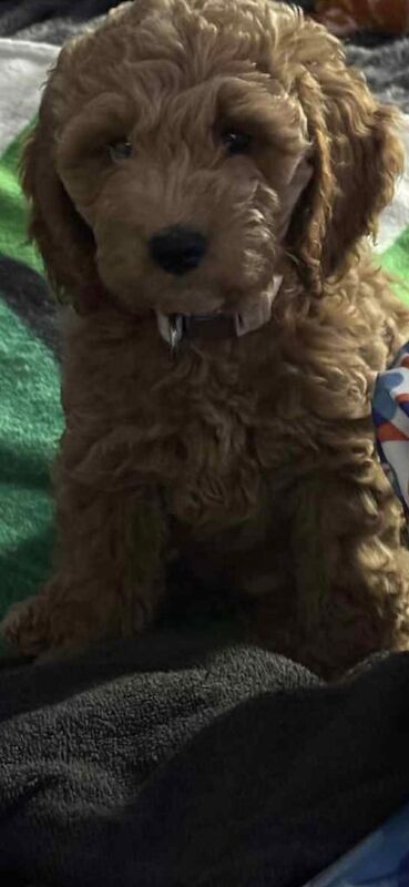 Cockapoo puppies for sale in Bellshill, Lanarkshire – 11 weeks old