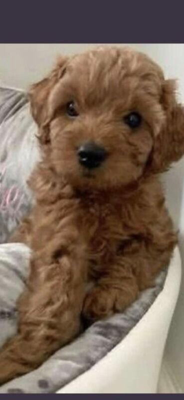 Cockapoo puppies for sale in Bellshill, Lanarkshire – 11 weeks old - Image 2 of 2
