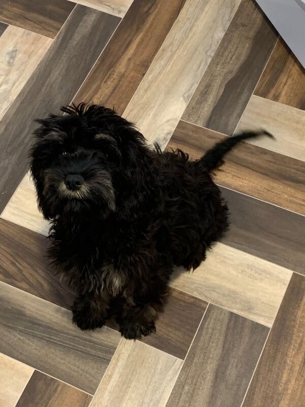 Cockapoo puppies for sale in Peterlee, Durham – 3 months old