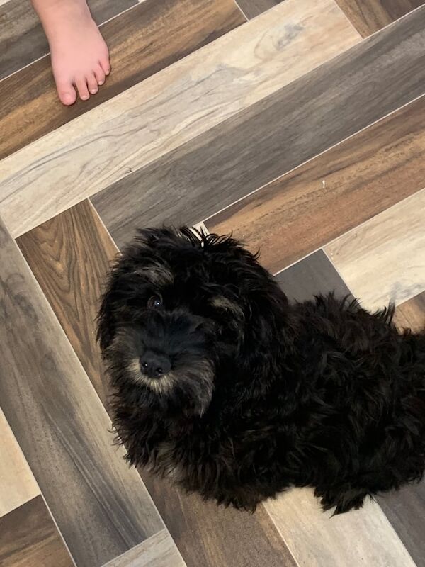 Cockapoo puppies for sale in Peterlee, Durham – 3 months old - Image 2 of 3