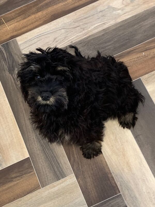Cockapoo puppies for sale in Peterlee, Durham – 3 months old - Image 3 of 3