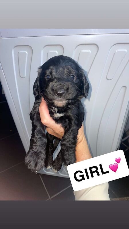 Cockapoo puppies for sale in Worksop, Nottinghamshire – 8 weeks old