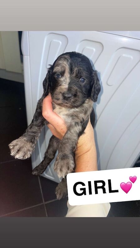 Cockapoo puppies for sale in Worksop, Nottinghamshire – 8 weeks old - Image 2 of 3