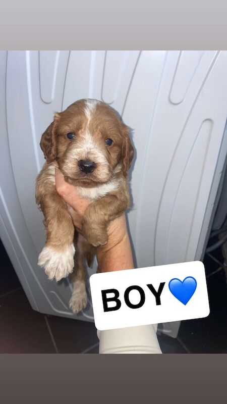 Cockapoo puppies for sale in Worksop, Nottinghamshire – 8 weeks old - Image 3 of 3
