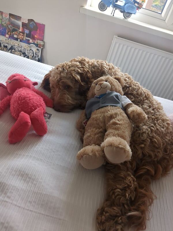 Cockapoo puppies for sale in Bransholme, East Riding of Yorkshire – 1 year old