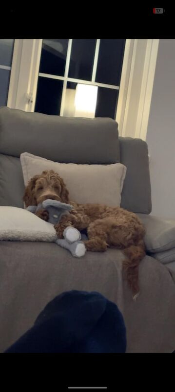 Cockapoo puppies for sale in Bransholme, East Riding of Yorkshire – 1 year old - Image 3 of 3