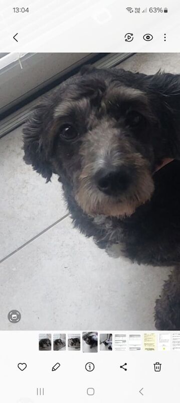 Cockapoo puppies for sale in Londonderry, County Londonderry – 4 years old